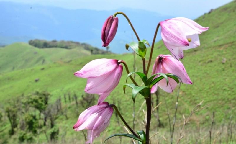 Shirui Lily