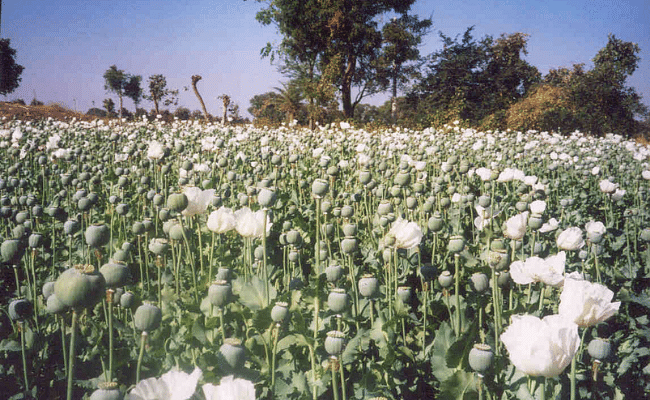 Poppy Cultivation